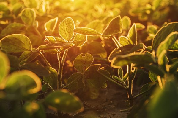 biodiversità